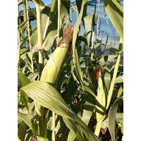 Sandveld Seeds Kalahari Early Pearl Maize